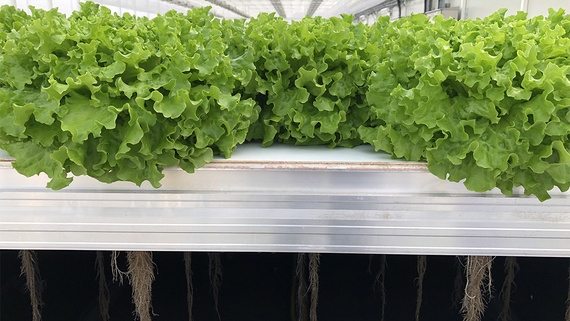 Salátafélék termesztése az üvegházban
