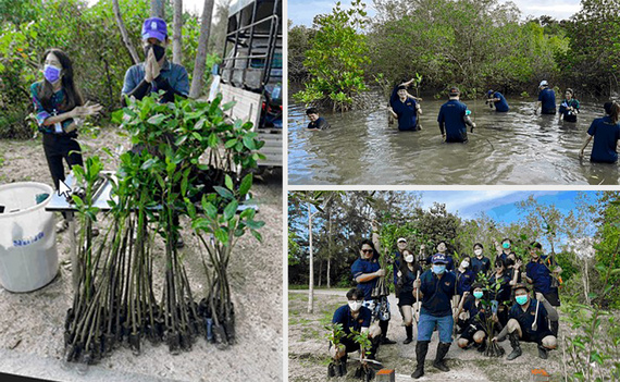 Mangrove ültetési kampány Thaiföldön