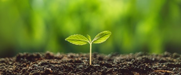 A talajból kinövő növény