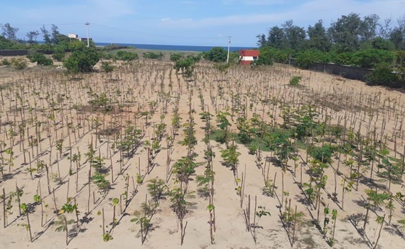 3.000 új fa az indiai Mahabalipuramban, Tamil Nadu államban