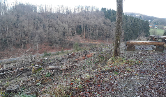 Jövőbeni újraerdősítési terület a Lindlar közösségi erdőben